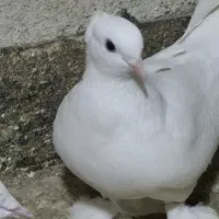 سفید کاکلی پاپر