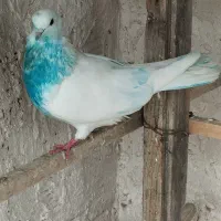 کبوتر پرشی کفتر|پرنده|بندر ترکمن, |دیوار