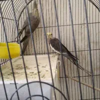 عروس هلندی نر و ماده تخم گزار