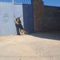 سگ ژرمن ۶ماه|سگ|همدان, |دیوار