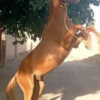 اسب نریان|اسب و تجهیزات اسب‌سواری|سبزوار, ابارش|دیوار
