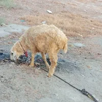گوچ میش نر