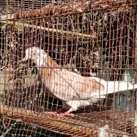 پرش بالا 5 ساعت