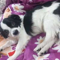 یک قلاده سگ پامر اشپیتز بسیار باهوش و دوست داشتنی