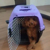 باکس حمل حیوانات خانگی و پارک