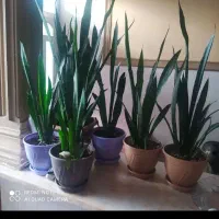 گل های سانسوریا به فروش می‌رسد