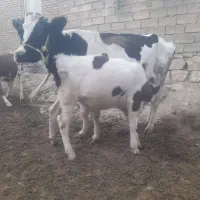 گاو هلشتاین با گوساله نر سیمینتال
