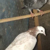 کفتر