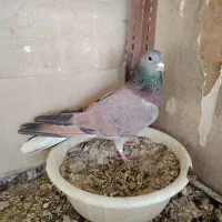 نرسیمونی|پرنده|خمینی‌شهر, |دیوار