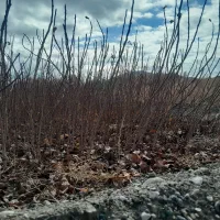 نهال پسته یکساله|خدمات باغبانی و درختکاری|حنا, |دیوار