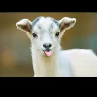 سلام درود کره شیری