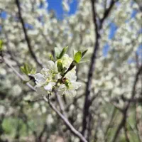معلم خصوصی پایه ابتدایی