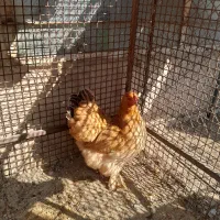 مرغ برهماو۶جوجه
