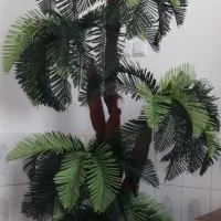 یک عدد درختچه سالم