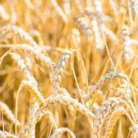 4-5هکتار-زمین-دیم-باسندرسمی-در-چقانقدعلی-ماهیدشت