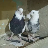 کبوتر طوقی رنگی|پرنده|ابهر, |دیوار