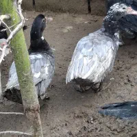 اردک طوسی نر و ماده|حیوانات مزرعه|آمل, |دیوار