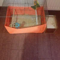 طوطی برزیلی دستی