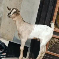 بز صومال|حیوانات مزرعه|بندرعباس, |دیوار