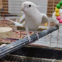 عروس هلندی حرفه ای