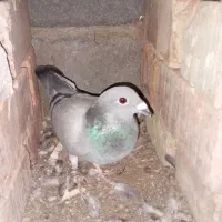 یک جفت گوک  کیلومتری