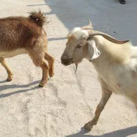 حیوان|حیوانات مزرعه|اهرم, |دیوار