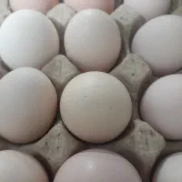 تخم مرغ محلی تازه