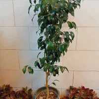 دیفن یوکا بنجامین فیکوس شفلرا پتوس آگلونما تراریوم|گل و گیاه طبیعی|قم, سنگ بند|دیوار