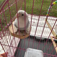 طوطی برزیلی|پرنده|رضوانشهر, |دیوار