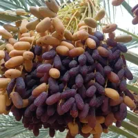 خرما پیارم صادراتی