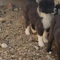 سگ قدرجونی گله