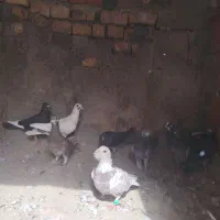 کبوتر ارزان