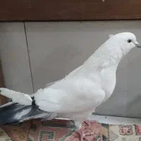 کبوتر|پرنده|اصفهان, ارغوانیه|دیوار