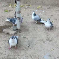 کفتر / کبوتر /صده|پرنده|سبزوار, امیر کبیر|دیوار