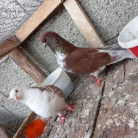 کبوتر جفت