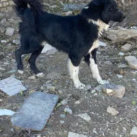 توله ۱۱ ماه قدرجونی