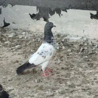 چند عددکبوتردرجه یک پاکستانی پرس سنگین|پرنده|تهران, ترمینال جنوب|دیوار