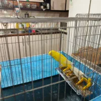 قناری نر مست