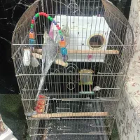 عروس هلندی نر|پرنده|کرمانشاه, |دیوار