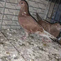 کبوتر سرخ پرشی