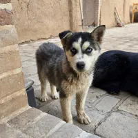 سگ‌ پیدا شده