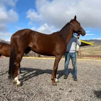 مادیان یک سر خارجی|اسب و تجهیزات اسبسواری|زنجان, |دیوار