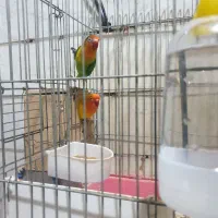 پرنده طوطی برزیلی جفت