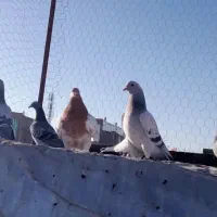 فروشی، طوقی