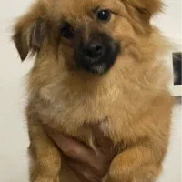 فروش سگ اشپیتز