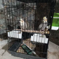 دوتا  عروس هلندی|پرنده|بمپور, |دیوار