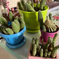 چهار تا گلدون کاکتوس