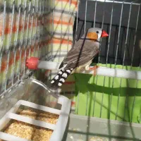 فنچ نر|پرنده|اردبیل, |دیوار