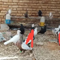 کبوتر|پرنده|سوسنگرد, |دیوار