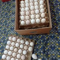 تخم نطفه داربوقلمون